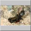 Oxybelus uniglumis - Weissfleckige Fliegenspiesswespe w05b 7mm beim Nesteintrag - OS-Wallenhorst-Tongrube-Lehmwiese.jpg